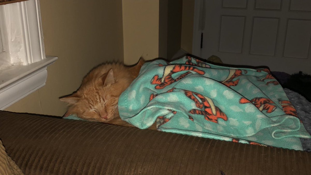 cicirace's tweet photo. let’s start a cat thread! add pics of your kitties 🐱 here are my babies https://t.co/2twNJFgbQS