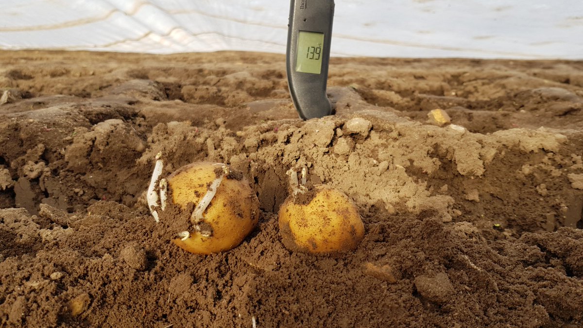 Perline for <a href="/greenvaleAP/">GreenvaleAP</a> and <a href="/sainsburys/">Sainsbury's</a> staring to grow nicely under the fleece. Keep up the good work <a href="/HomeFarmNacton/">Home Farm (Nacton)</a> #potatoes