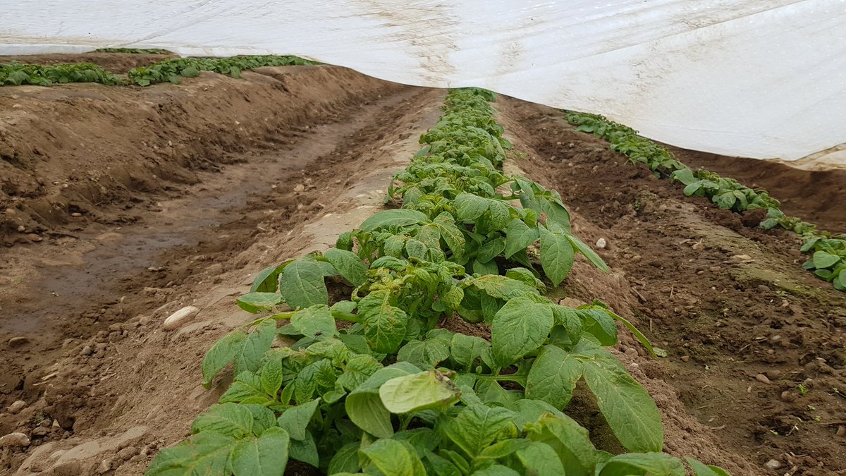 Peer starting to get going at last! Well done <a href="/HomeFarmNacton/">Home Farm (Nacton)</a>. Someone must have been out talking to it nicely during storm Gareth! Largely undamaged! #potatoes