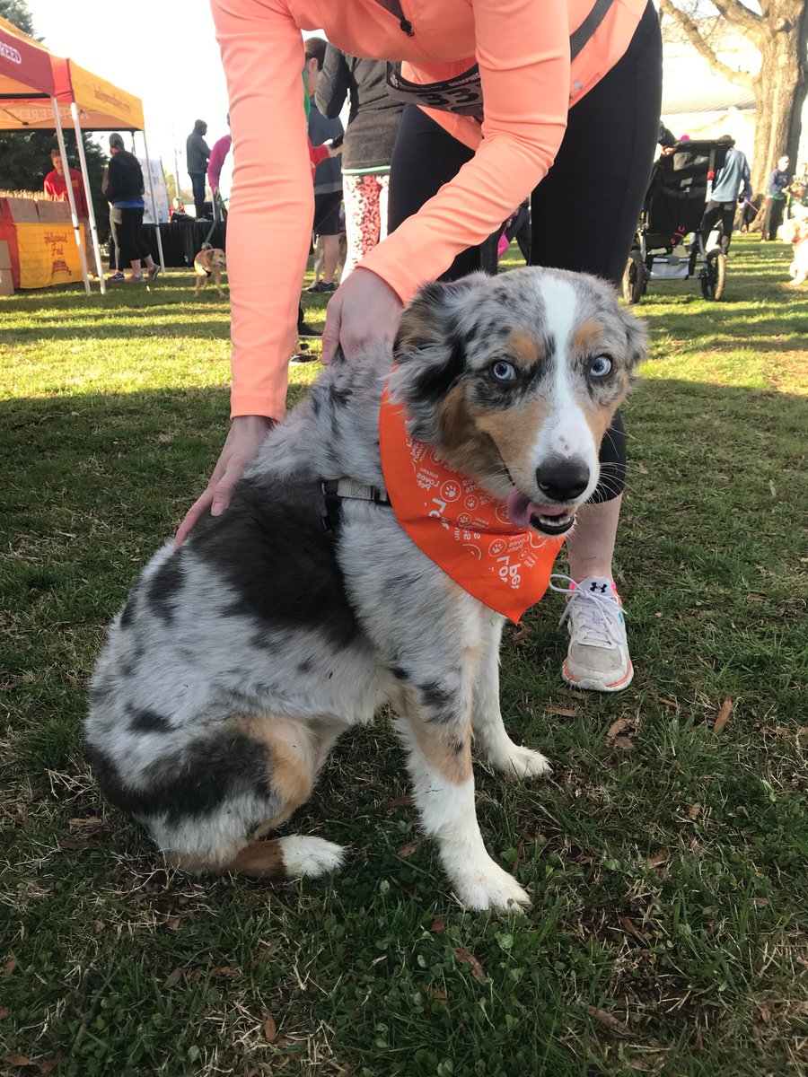 SubaruMemphisCP's tweet photo. Thanks to everyone that came out and joined us in going the extra mile for the animals of the @MemphisHumane for the 10th Annual Fast &amp; Furriest 5K! We had a pawtastic time meeting lots of friends! #JimKerasSubaru #TeamJimKeras #HSMSC #fastandfurriest #midsouth #memphis #dogs https://t.co/dT1ZgNFw1a
