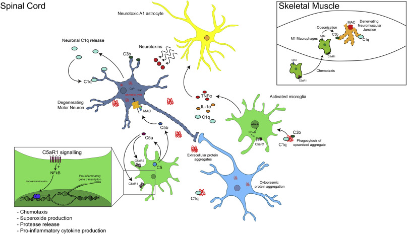 dmastellos's tweet photo. Revisiting the role of the #complement system in ALS #motor_neuron_disease #C5aR1 #C5L2 #A1astrocytes #microglia #complement_therapeutics
https://t.co/RpDpJ3MUZf https://t.co/NTby1TutaV