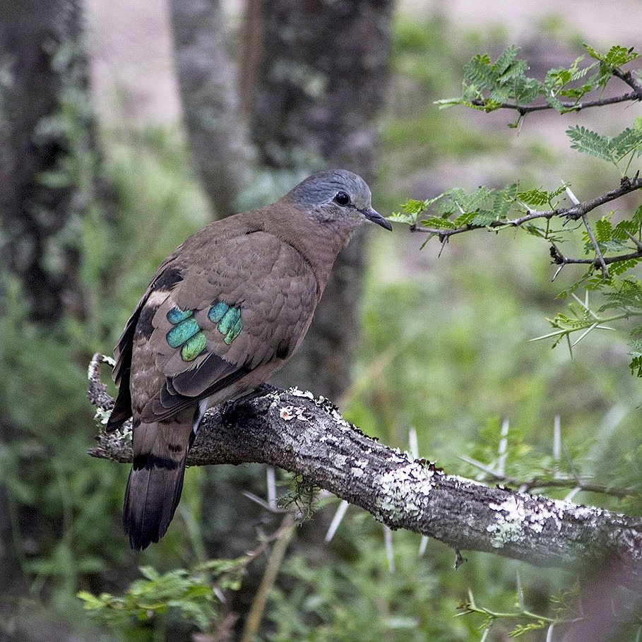 Check my lucky shot of an Emerald Spotted Wood Dove at #GreatFishNatureReserve #EasternCape #adventureprovince #birding @visit_EC <a href="/AnjeRautenbach/">AnjeRautenbach</a> <a href="/Karoo_stories/">Karoo Girl</a> <a href="/DawnJorgensen/">Dawn Jorgensen | The Incidental Tourist</a> <a href="/DiBrown5/">The Roaming Giraffe #Travel Writer</a> <a href="/SATourismNews/">SA Tourism</a> <a href="/BirdwatcherSA/">Ben Birdwatcher</a>