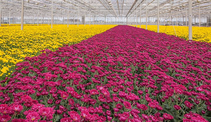 Veel telers van #chrysanten gebruiken de #hulpstof ATPLUS UCL1007 om met minder kosten en minder #daminozide de groei van het gewas voldoende te remmen. Onlangs hebben we de kosten van ATPLUS verlaagd zodat een nog hogere kostenbesparing mogelijk is. bit.ly/2Y3UfVm