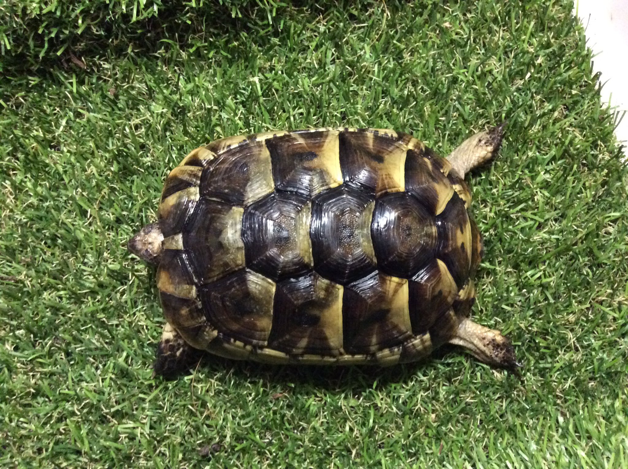 Dorcuslab V Twitter イベラギリシャリクガメ をお迎えしました 12cmに育った国内cb個体です イベラギリシャリクガメ コーカサスギリシャリクガメ トルコギリシャリクガメ ホームページを更新しました