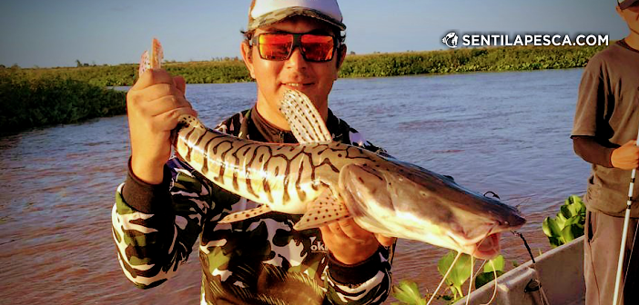 Sentilapesca's tweet photo. INFORMES | Gran satisfacción en Colonia Teresa > https://t.co/pbSJ3WX1zH
#pescadeportiva #santafe #embarcada #surubi #coloniateresa #pescar #condevolucion https://t.co/Un8VfTA8Ji