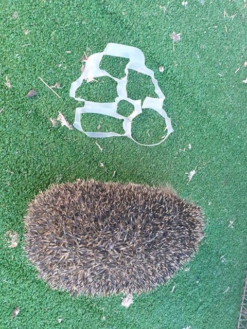 SoarMillSeeds's tweet photo. 🦔☹️✂️✂️✂️✂️✂️✂️☹️🦔
PLEASE SNIP any 4 or 6 pack rings once you have used them!! It only takes a second but can be the difference between life and death of our wildlife! #getsnipping ✂️#pleaseshare #wildlife #plasticpollution 
@HedgehogCabin @southribblebc @hedgehogsociety https://t.co/vyLT8RtWgP