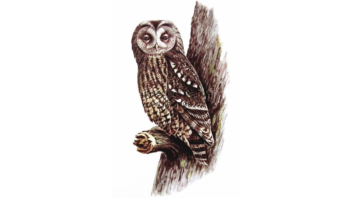 El cárabo es del tamaño suficiente para alimentarse de otras aves, además de roedores. Su canto nocturno es muy característico en los bosques.

Más en jlalanda.com

#carabo #tawnyowl #strixaluco #buho #owl #art #arte #wildlifeartist #artistsontwitter #josechulalanda