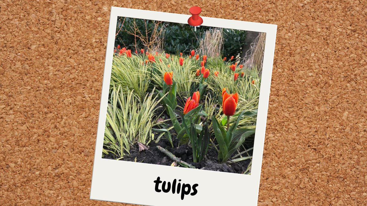 northernassist's tweet photo. ๐ท This week ^TW is guiding us through the #FirstFlowersOfSpring! Here we have some beautiful Tulips, are you a fan of this flower? ๐ท https://t.co/zM6Wv8LDQo