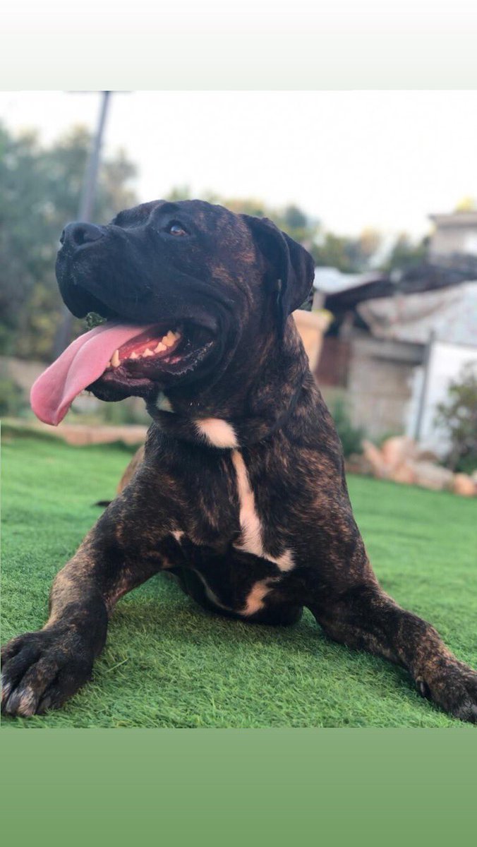 garreta_daniel's tweet photo. La bestia😍 https://t.co/5IXuxZMZnW