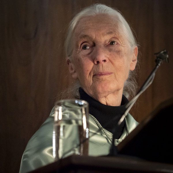 mncn_csic's tweet photo. La @unicomplutense nombró Doctora honoris causa a @JaneGoodallEspa ,una mujer que revolucionó al mundo con sus observaciones sobre el comportamiento de los chimpancés. Descubre más sobre ella en las páginas de #Naturalmente 📝@martafl59 📷@_RamonCarretero  https://t.co/mUek0nOl5f https://t.co/q2KdQUduZf