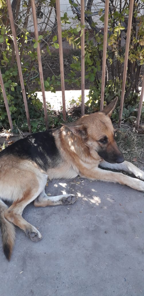callejeritosDLV's tweet photo. se encuentra en la villa casas de ñuñoa marathon camino agricola, sin collar, ni tatuaje, Es joven,muy dócil,da la manito,está triste, busca su familia de lo contrario un adoptante, es muy dulce https://t.co/UolEeofFHw