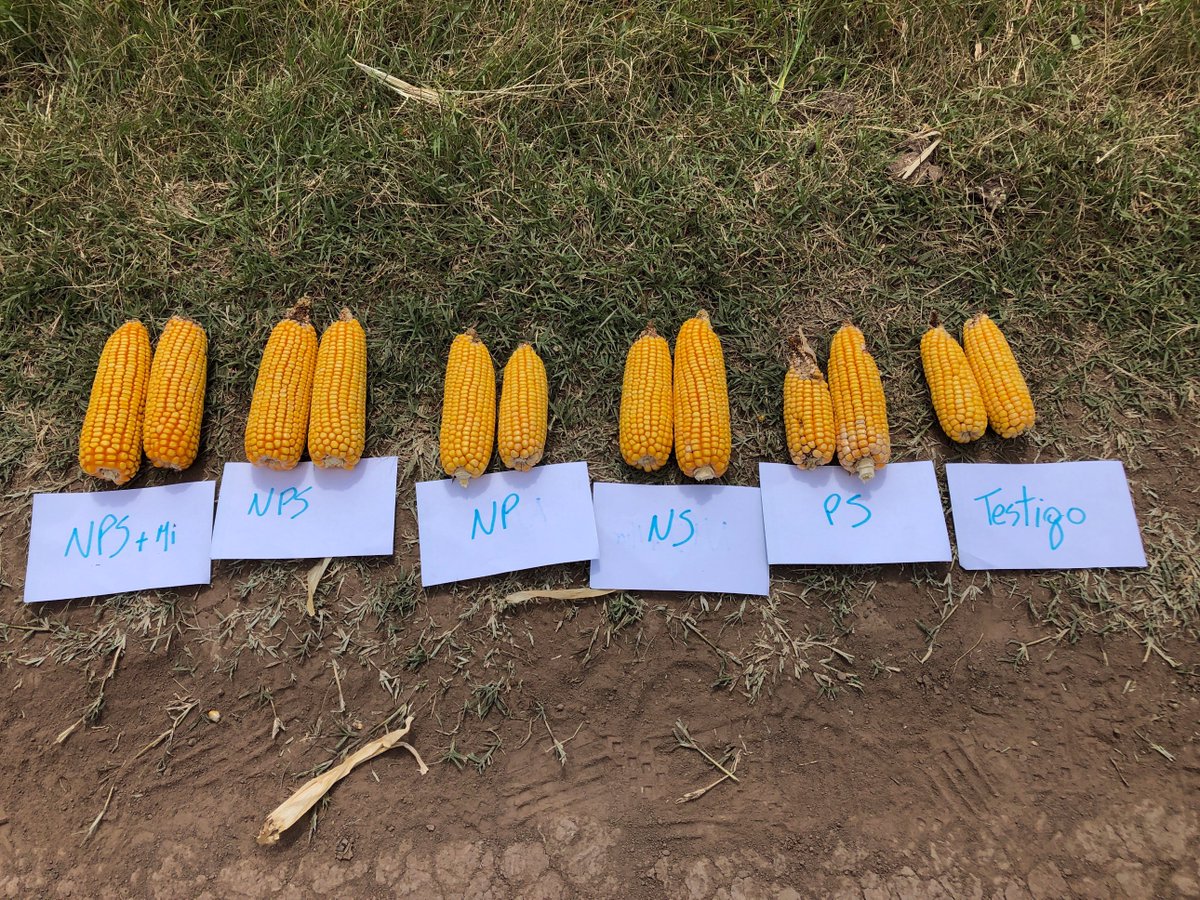 garciaf_nutri's tweet photo. La semana pasada recorrimos los ensayos de #RedNutricionCREASurSantaFe 19 años de colaboración @crea_arg @NutrienAgRetail @IPNIcs excelente audiencia, altos rindes y respuestas a N P S y otros nutrientes @AACSuelo @GRSueloCultivo @FertilizarAC @unr @intaargentina @aapresid https://t.co/FVcwbc7br3