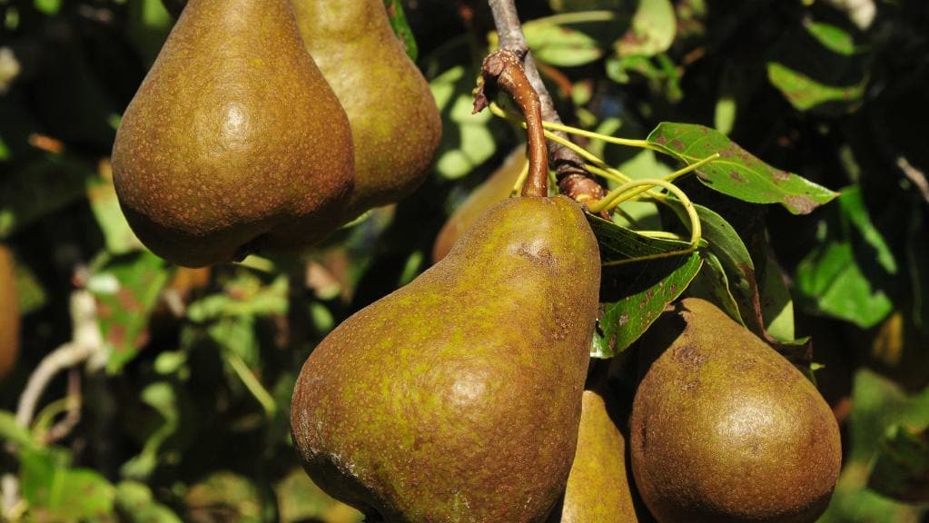 #Pears have a major role in #nutrition due to the many #benefits that come with a serving. #Boscpears keeps your blood sugar levels stable, promotes #healthy digestion and may aid in cholesterol management.

#roosnarutefresh #NewZealandAppleandPearexporters