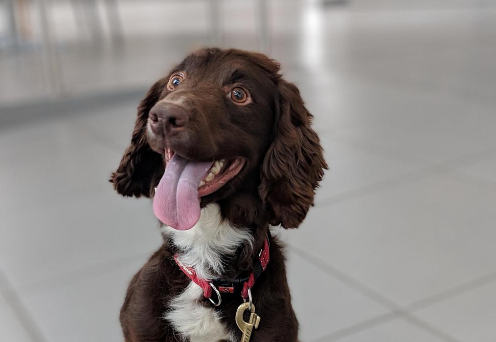 AlzResearchUK's tweet image. Meet our new favourite security pooch, Ace! He’s keeping delegates safe at our annual research conference this week. He likes long walks, tennis balls and safe conferences.

#ARUKconf