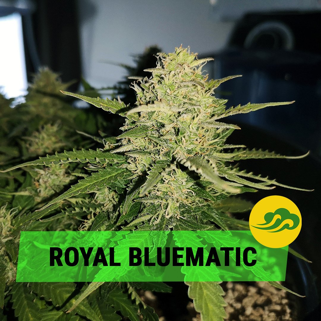 royalqueenseeds's tweet photo. The #Royal #Bluematic is known worldwide for its sweet berry flavour and aroma. 😋

If you like the taste, you'll have a complete experience with her stoned and powerful #effect. Enjoy!

https://t.co/Rhjav1RP2M

📸 Trainrails https://t.co/n82rIfbNEf