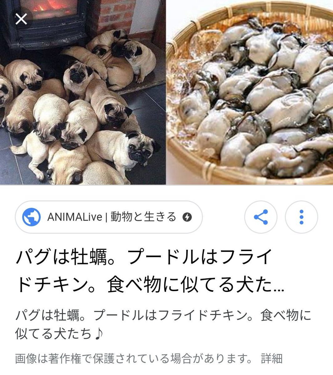 じゅん Ar Twitter 豆大福に育てられたパグ T Co 7xfepnucc9 Twitter じゅん Ar Twitter 豆大福に育てられたパグ T Co 7xfepnucc9 Twitter