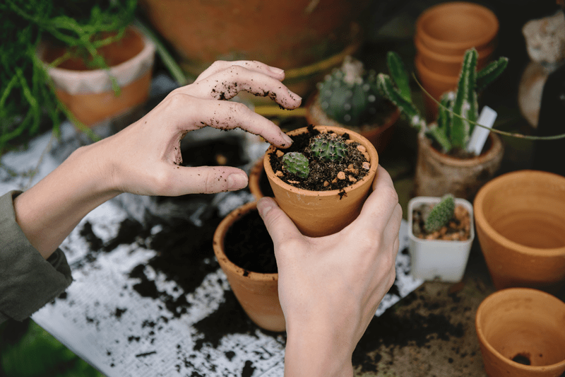 reBloom's tweet photo. These Items Make for the Perfect Plant Lady Starter Pack https://t.co/XVHWOcUtUs https://t.co/4aD9cZEiYo