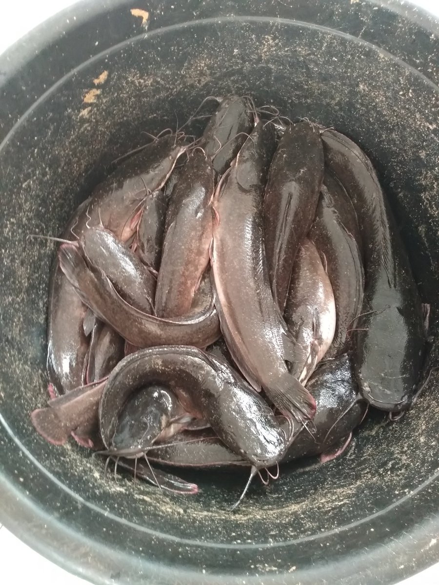 arome_alfa's tweet photo. Aquaculture Value chain

Demobilize the fish using Ice before cutting-Degutting to reduce or avoid too much blood spill 
#ENABLETAAT18 #TAATAquaculture @IITAYOUTHAGRIP
@Taat_Africa 
@IITA_CGIAR
@Bucheve 
@ifedayoibironke 
@AfDB_Group 
@WorldFishCenter
@olaniyiajibola7 
@BawaGift https://t.co/CrtoHIPs26