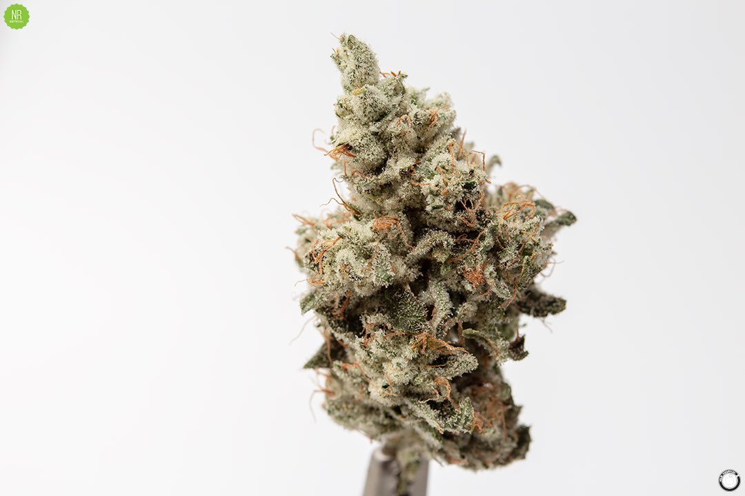 NattyRems's tweet photo. Fresh #nattyremsgrown Glue, Los Tangeles, Ghost Train Haze, Larry OG and Blackberry Kush are featured @BreckenridgeBud 😤 https://t.co/LIF5NSwNu6