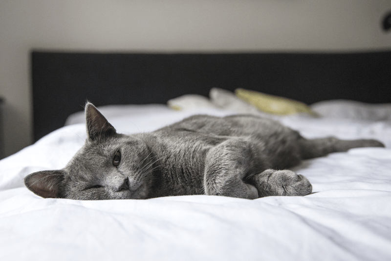 reBloom's tweet photo. Is It Healthy to Sleep With Your Cat? https://t.co/vXvcOEGJ49 https://t.co/2CNs9Jr0rZ