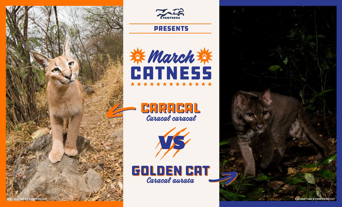 PantheraCats's tweet image. March Catness Sleek Sixteen: Caracal vs the African Golden Cat. Do you prefer the distinct look of the #carcal or the variety that comes with the #AfricanGoldenCat? Vote on Facebook: bit.ly/2gLyUPF #MarchCatness #smallcats