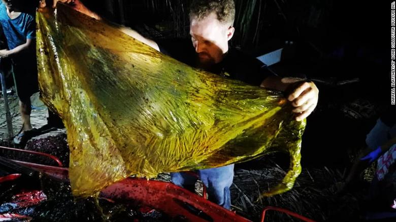 CNN's tweet image. A young whale died of &quot;dehydration and starvation&quot; after consuming 88 pounds of plastic bags cnn.it/2FfHwGB