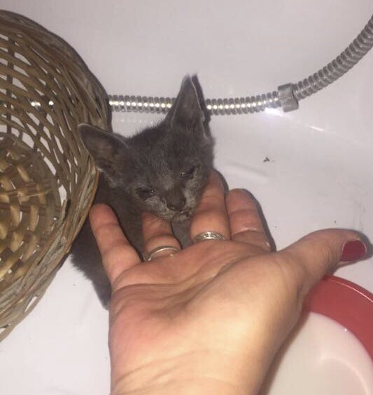 candelamachado1's tweet photo. @Animal_Viral Floki💙 se lo robé a mi vecino cuando estaba apunto de morir
-desnutrido
-moquillo felino
-sin pelo
Hoy en día es el amor de mi vida y aunque fue un camino duro para ambos hoy lo es todo para mi.
De mis 15 rescataciones el fue y es el más importante 💙 https://t.co/DOd7HkPaBd