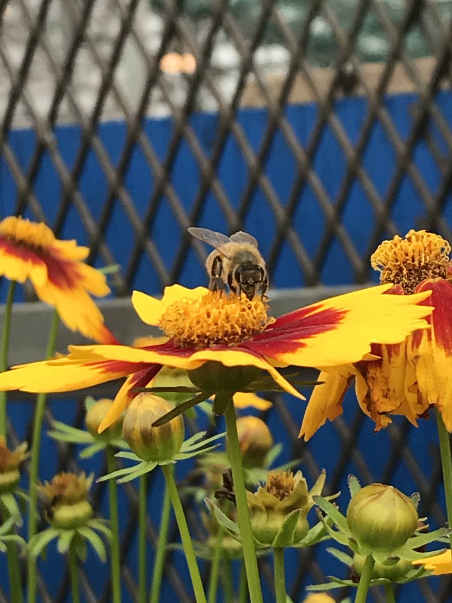 Mephistephales's tweet photo. @Lowes Took this pic at our go-to Lowe’s yesterday. Wanted to share 🐝 https://t.co/x4hgW6Tagy
