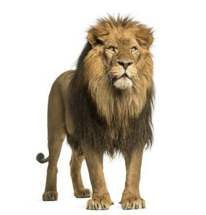 Лев стоит на задних лапах. Лев стоит на задних лапах. Лев стоит на задних лапах. Дикие животные лев. Лев стоит на задних лапах.