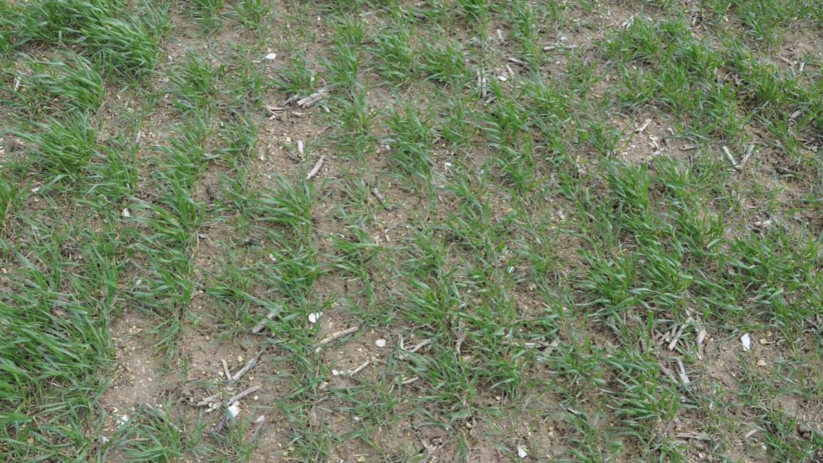 VirginieC_'s tweet photo. 🌱Oh la jolie prairie!🤭
Mais où est le #blé?🧐

+de 1000 RG/m2 : il est primordial dans de telles situations de combiner leviers agronomiques et applications de produits racinaires à l’automne!

L’objectif est le💯% d’efficacité
➡️10 points d’efficacité en + c’est 2,5q/ha en +❗️ https://t.co/fqeG8pmLKg