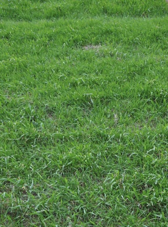 VirginieC_'s tweet photo. 🌱Oh la jolie prairie!🤭
Mais où est le #blé?🧐

+de 1000 RG/m2 : il est primordial dans de telles situations de combiner leviers agronomiques et applications de produits racinaires à l’automne!

L’objectif est le💯% d’efficacité
➡️10 points d’efficacité en + c’est 2,5q/ha en +❗️ https://t.co/fqeG8pmLKg