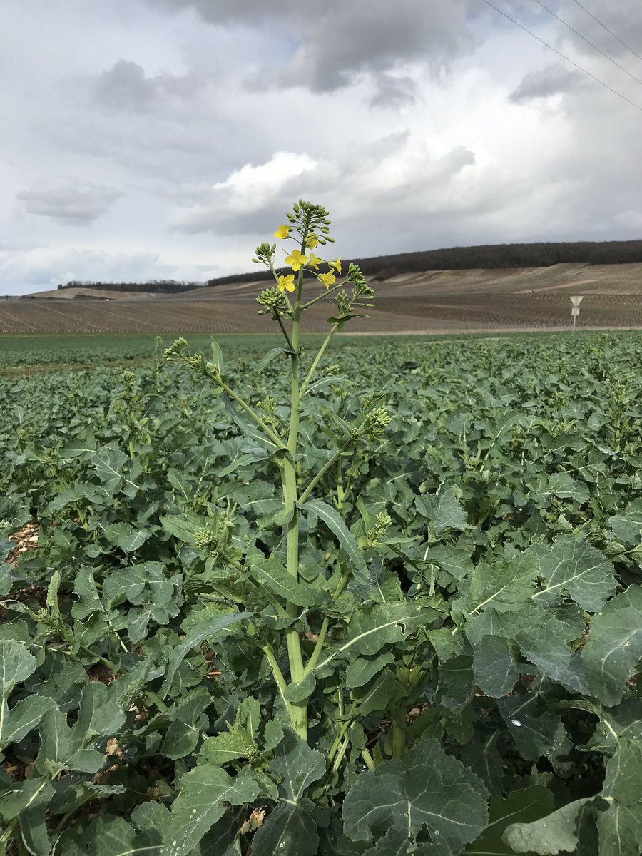 OlivierCOSTE2's tweet photo. En plein cœur des #Chablis #Fourchaumes .Que vois je, mon #Hamour, le #colza #Souffletseeds .Sous la haute protection du #colza #RagtGinfizz , perturbateur des #meligethes. Tout en étant, le premier restaurateur, en pollen de nos #auxiliaires 🐝. https://t.co/qtw1L7Aair