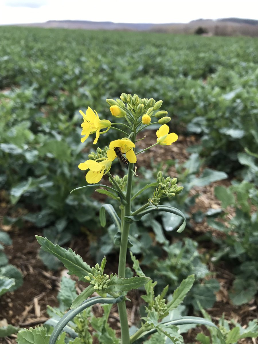 OlivierCOSTE2's tweet photo. En plein cœur des #Chablis #Fourchaumes .Que vois je, mon #Hamour, le #colza #Souffletseeds .Sous la haute protection du #colza #RagtGinfizz , perturbateur des #meligethes. Tout en étant, le premier restaurateur, en pollen de nos #auxiliaires 🐝. https://t.co/qtw1L7Aair
