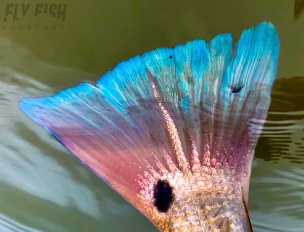 FlyFishRockport's tweet photo. Texas Coast Fly Fishing Report – March 18th
https://t.co/xlme9A72CI https://t.co/EI2s9pulL5
