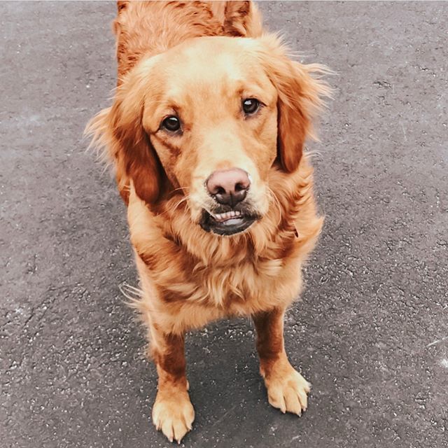 chrisfreytag's tweet photo. Happy 3rd BIrthday sweet Roxy 🎂- You make me laugh everyday! 🐶 Your sweet nature and snaggle tooth can make any bad day brighter!☀ Plus you get me out there walking on most days over 40 degrees😉.
.
.
#snaggletooth #goldenretriever #perfectlyimperfect… https://t.co/xnOrvO2YsJ https://t.co/4z45osiuhq