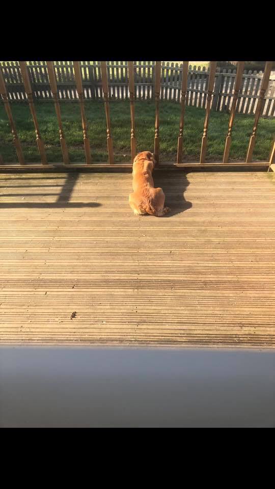 rosieDoc2's tweet photo. #Bewdley/ #kinlet area !!!!!!! #MISSING... our dog has gone missing if anyone has seen her or has her can someone please contact me and my husband on 07940953447 can everyone please share this !!!! TWEET 🐦 TWEET🐦
#cockerspaniel golden coloured
https://t.co/MIBRvOqyyq https://t.co/LuDD0dsZpY