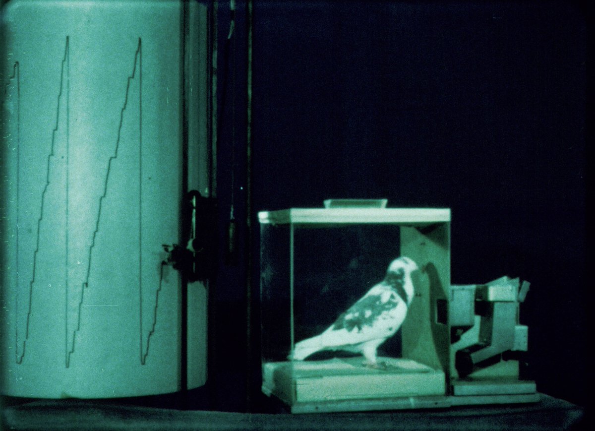 B.F. Skinner Plays Himself tweet media