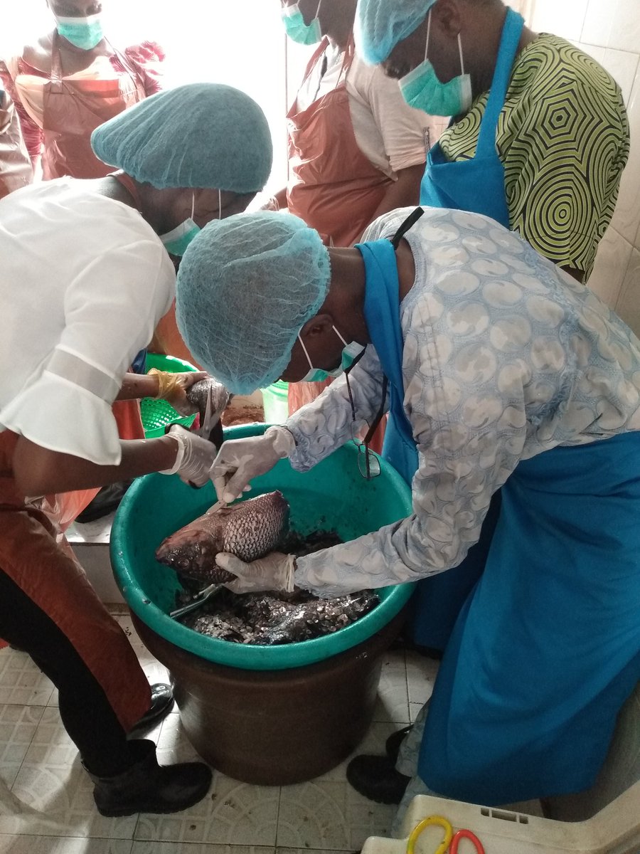 arome_alfa's tweet photo. Aquaculture Value chain 
Practical section 
Participants degutting and removing scales from tilapia 
#ENABLETAAT18 #TAATAquaculture @IITAYOUTHAGRIP
@Taat_Africa 
@IITA_CGIAR 
@Bucheve 
@ifedayoibironke 
@AfDB_Group 
@WorldFishCenter
@olaniyiajibola7 
@BawaGift https://t.co/UYcQMXADyf
