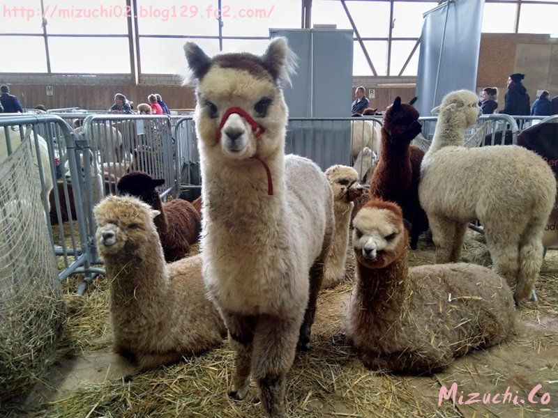 蛟 みずち アルパカショーの方はまだ画像整理していないので後日改めてupしますね これはスマホ撮影 真ん中の子がリーダーみたいで可愛い 3 17撮影 アルパカ Alpaka Alpaca
