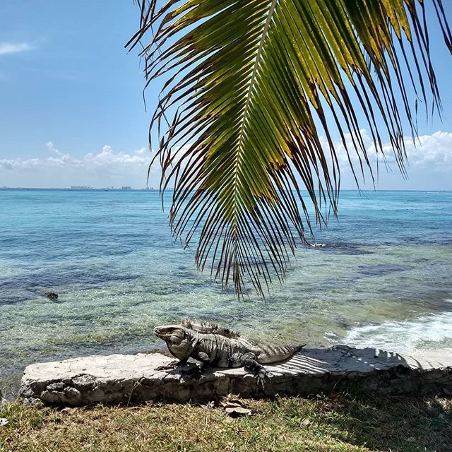 Ale_R_Salgado's tweet photo. #IslaMujeres https://t.co/0G4hIm87kW https://t.co/hTreTvfJFj