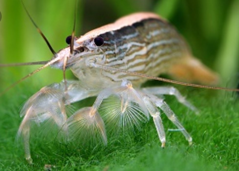 Oh Heck Understandable I Worked With Fresh And Saltwater Fish For A Few Years And When We Sold Them At The Store We Kept The Pom Pom Crabs Cherry Other Types
