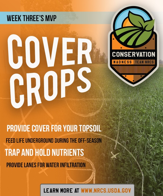 USDA_NRCS's tweet photo. When it comes to feeding the team and suppressing invasive weeds, #CoverCrops are your star players. https://t.co/6xMEi50XBl #ConservationMadness https://t.co/b2DZEsW4b6
