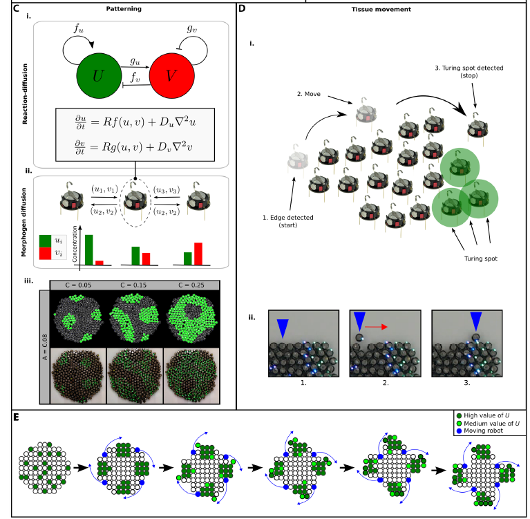 James Sharp challenged the contribution of pure self-organisation to morphogenesis: 300 tiny robots moving in response to local interactions. They formed a dynamic and self-renewing group with adaptable shapes, capable of self-healing ! 😍
robotics.sciencemag.org/content/3/25/e…
#EESmorphoG