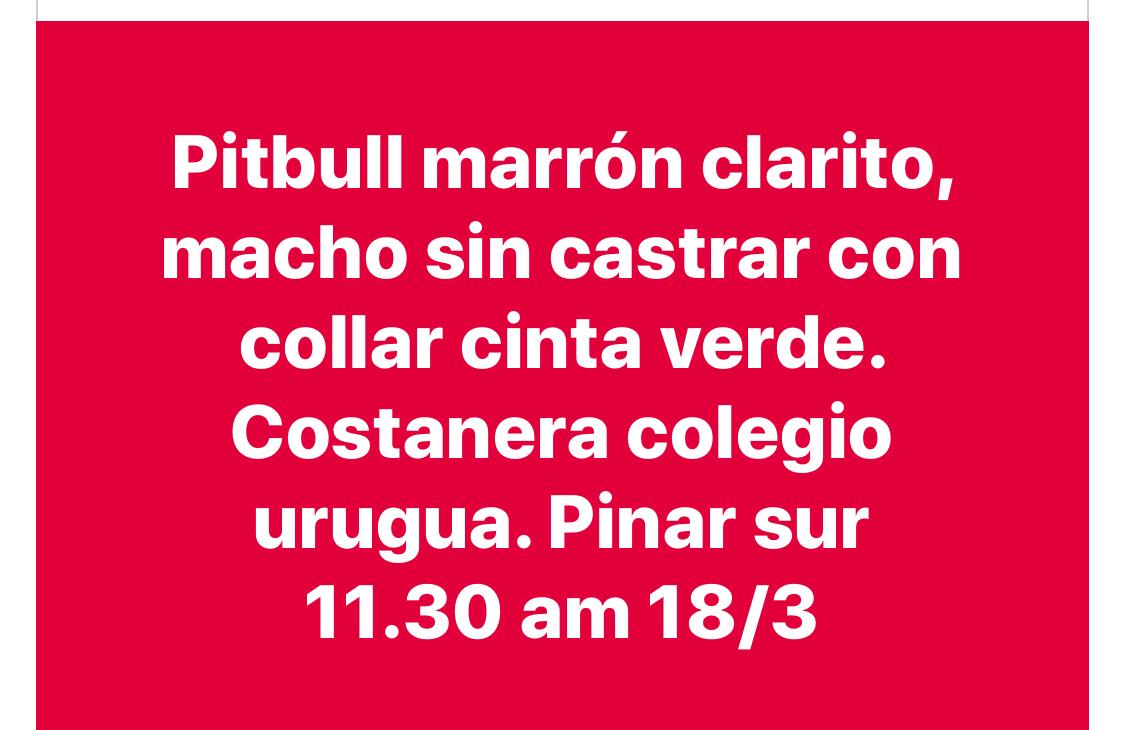 patasdoradas's tweet photo. Perdido !! X favor difundir !! 
Gracias!!
@perros_uy @ANMcomUY @tu_huella_uy https://t.co/JIpJ1vEqbh
