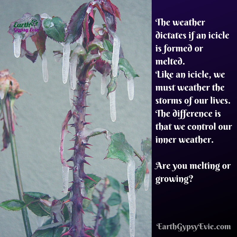 EviesBotanicals's tweet photo. Are you melting or growing?
***
#EarthGypsyEvie #holisticwellness #Earthbasedliving #blogger #icicles #winter #magicalgarden https://t.co/db8ZKfroms
