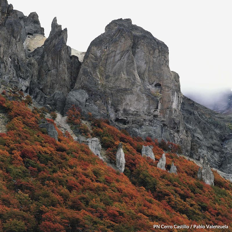 El magnífico Cerro Castillo se eleva 2.318 metros sobre las comunas de Coyhaique y Río Ibañez, y en su alrededor se despliega un circuito de trekking que ha sido catalogado como uno de los más bellos de Chile. Descubre la ruta más hermosa del mundo en rutadelosparques.org/parque-naciona…