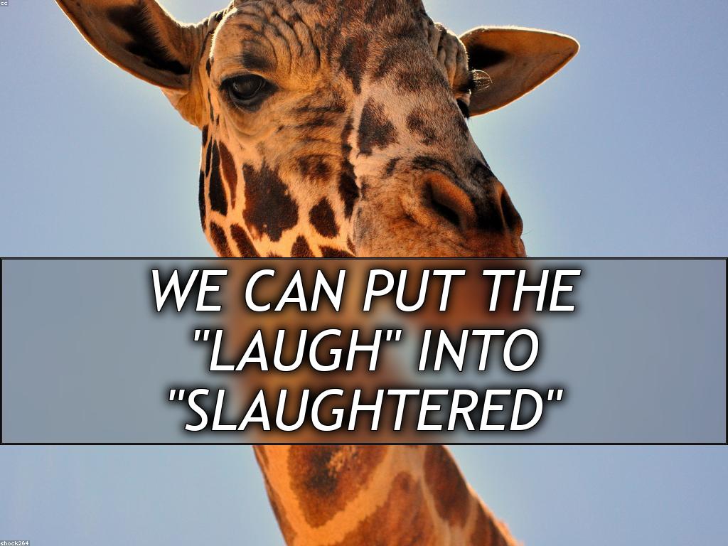 A close up of a giraffe's face, looking into the camera