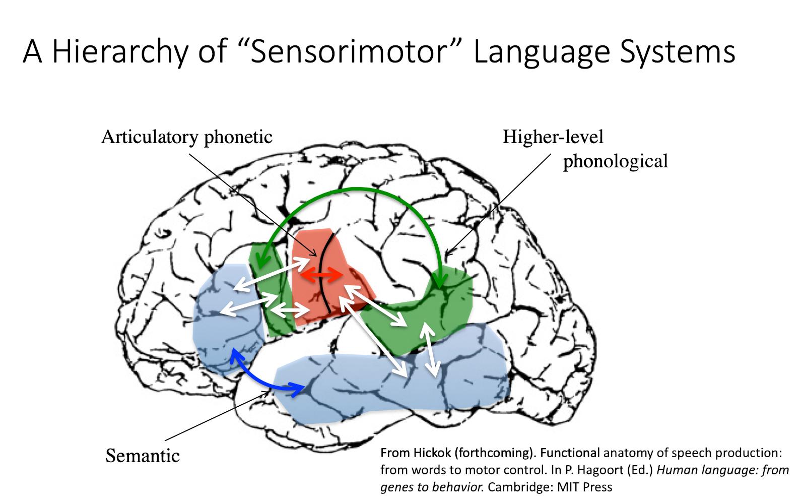 ventral-and-dorsal-stream