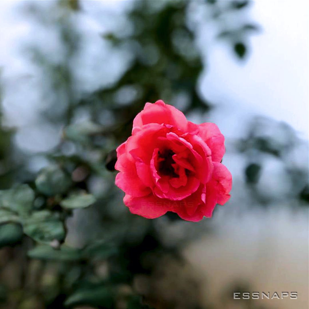 essnaps's tweet photo. Truth and roses have thorn about them. #rose #roses #pinkroses #pink #flower  #focus #focusshot #photography #naturegraphy #flowers #nature #flowerphoto #photography #beautiful #closeshots #Nigeria #Africa #kaduna #flowernation #flowerlovers #naturephotography #flowerphotography https://t.co/zczwjUUIal