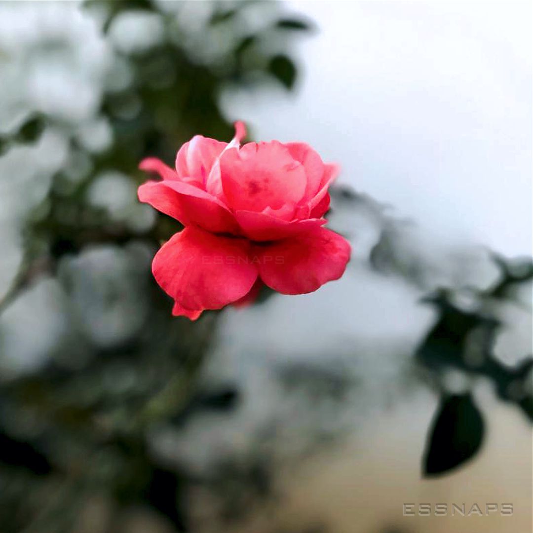 essnaps's tweet photo. Truth and roses have thorn about them. #rose #roses #pinkroses #pink #flower  #focus #focusshot #photography #naturegraphy #flowers #nature #flowerphoto #photography #beautiful #closeshots #Nigeria #Africa #kaduna #flowernation #flowerlovers #naturephotography #flowerphotography https://t.co/zczwjUUIal